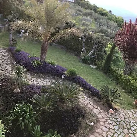 Villarose